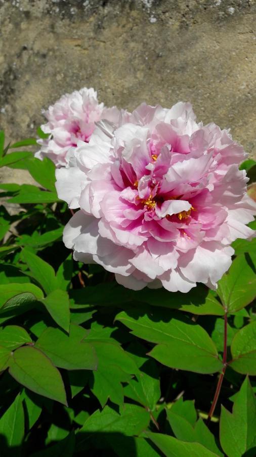 Le Tabellion Bed & Breakfast Noyers-sur-Serein Exterior foto